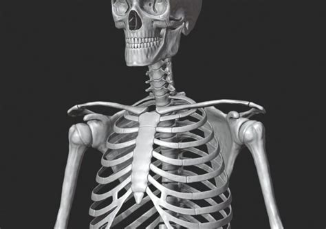 3D Skeletal System | CGTrader