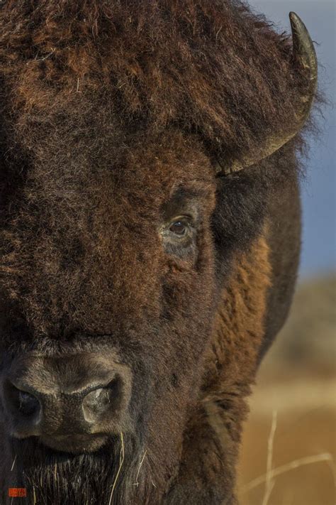 The American bison (Bison bison), also commonly known as the American ...