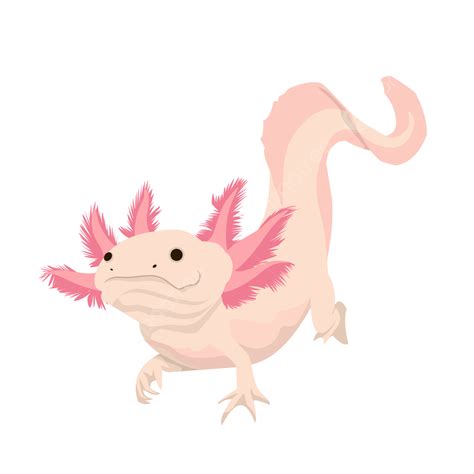 Axolotl Vector Element, Axolotl, Salamander, Animal Day PNG and Vector with Transparent ...