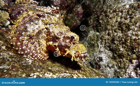 Stone Fish Camouflage On The Reef Stock Photo - Image: 19359248