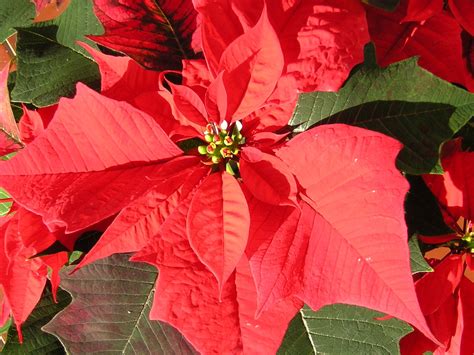 Free Poinsettia flower Stock Photo - FreeImages.com