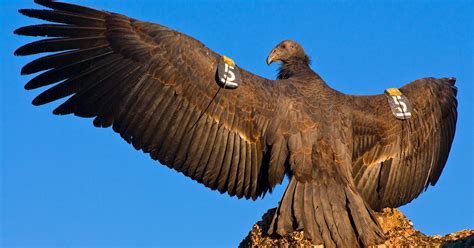 California condors could be reintroduced to North Coast