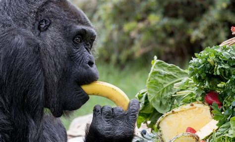 Fressen Affen wirklich so gerne Bananen? | Duda.news