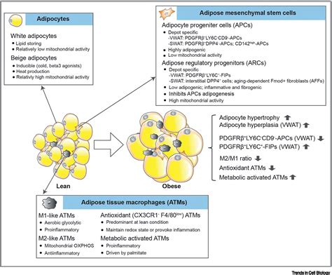 Mitochondrial regulation and white adipose tissue homeostasis: Trends in Cell Biology