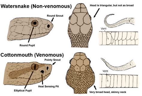 Poisonous Vs Non Poisonous Snake: - www.sridar.com