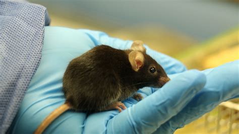 Mice in medical research