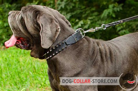 Buy Spiked Leather Mastiff Collar | Dog Training / Walking