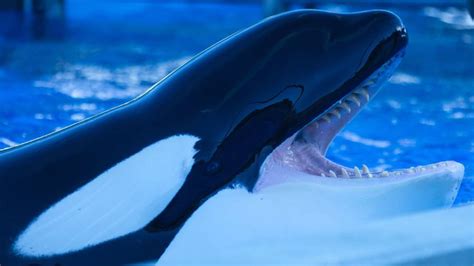 New Zealand scientists alarmed at captive orcas' teeth | South China Morning Post