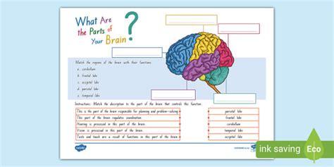 Brain Labelling Worksheet | Teacher-made Worksheet | Twinkl