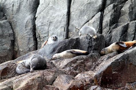 Bruny Island Tasmania Wildlife