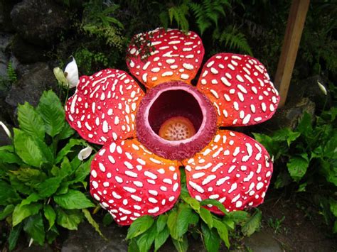 Rafflesia: The World's Largest Bloom | World of Flowering Plants