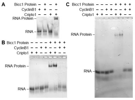 Horizontal Gel Electrophoresis for Enhanced Detection of Protein-RNA Complexes (article) | JoVE