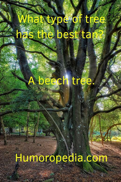 Tree Puns: 41 Best Tree Jokes You'll Probably Hate Anyway