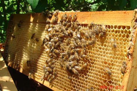 more maintenance... | Bee keeping, Wood, Texture