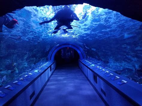 Newport Aquarium - 2020 All You Need to Know BEFORE You Go (with Photos) - TripAdvisor