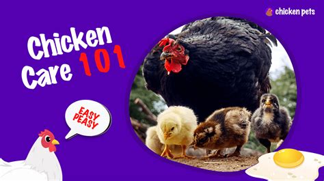 Broiler Chicken Breeds - Chicken Pets