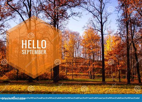 Hello September Banner. New Month. Greeting Card. Golden Autumn. the ...