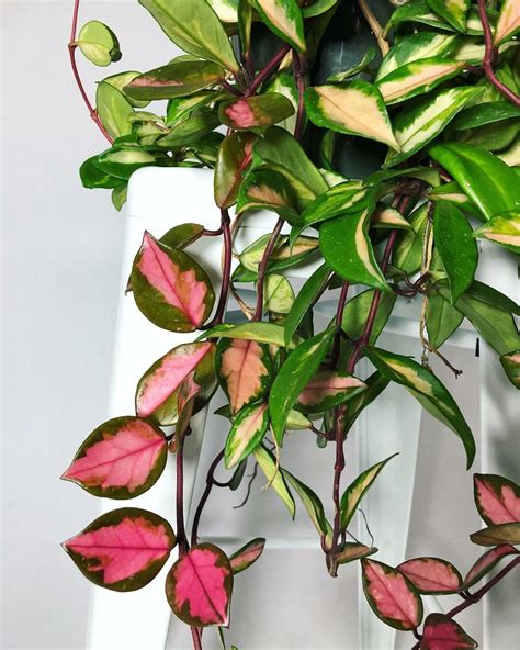 a close up of a plant with red and green leaves on it's stems