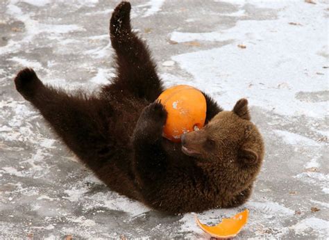 Bear Cub Playing With Ball - JattDiSite.com