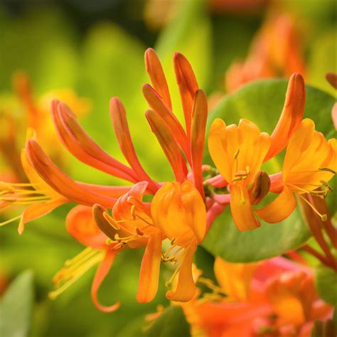 Honeysuckle Mandarin | Easy To Grow Bulbs