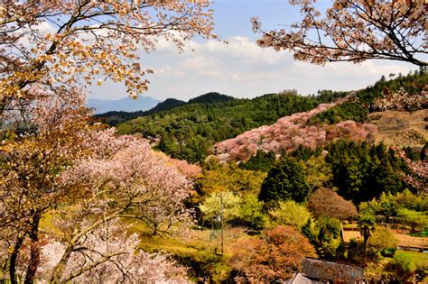 Japan, Marvelous view of the 30,000 cherry blossoms in Yoshino Mountain [Yoshino-cho, Nara pref.]