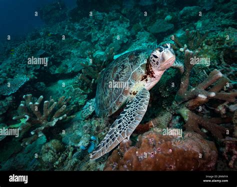 Hawksbill sea turtle (Eretmochelys imbricata) on the reef, Lankayan Island, Malaysia Stock Photo ...