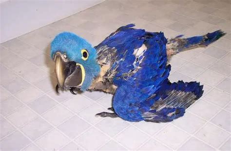 Macaw Hyacinth - habitat Description Breeding diet