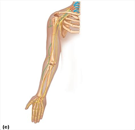 Upper Limb Nerves