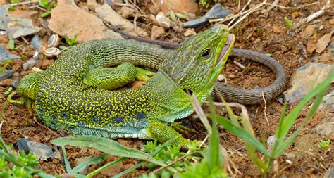 The scales of the ocellated lizard are surprisingly coordinated