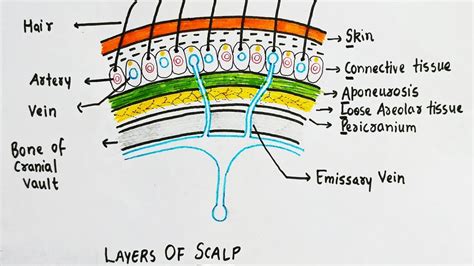 Layers Of Scalp Anatomy