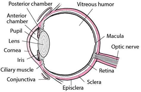 Sudden Vision Loss - Eye Disorders - Merck Manuals Consumer Version