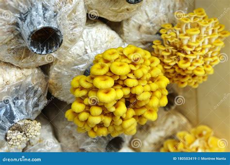 The Cultivation of Golden Oyster Mushroom in Organic Farm. Yellow ...