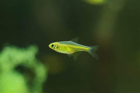 Neon Green Rasbora (Microdevario kubotai): Care & Lifespan - Fish ...