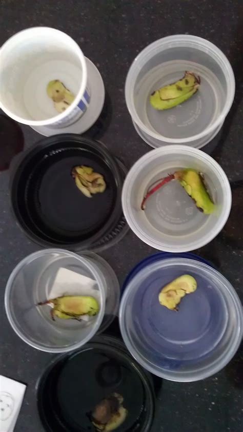 Mango Seed Germination