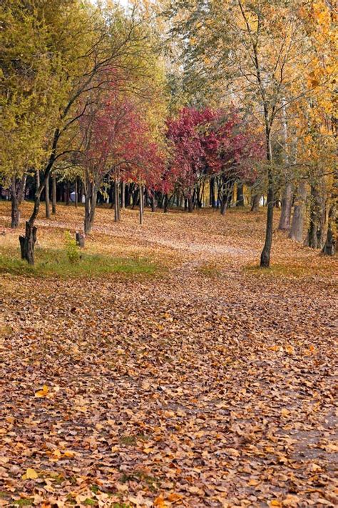 Path In The Park Covered With Leaves Autumn Stock Photo - Image of ...