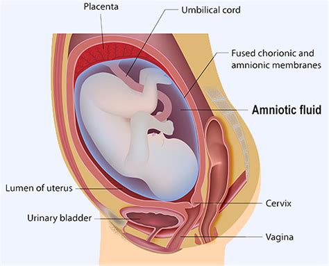 Amniotic Fluid - Excess, Low, and Leaking Amniotic Fluid