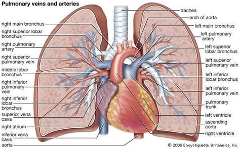 Pulmonary Vein Heart Anatomy