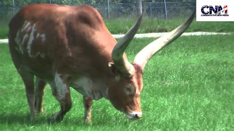 Two Ankole-Watusi Bulls With HUGE horns! - By John D. Villarreal - YouTube