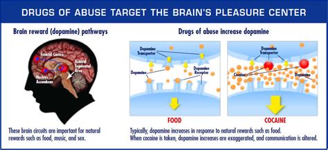 Drugs and the Brain | National Institute on Drug Abuse (NIDA)