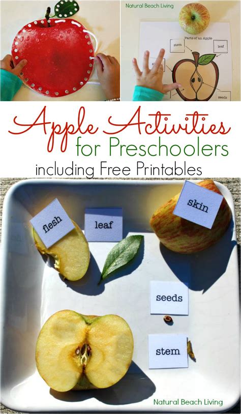 Apple Activities for Preschoolers - Apple Science Free Printables - Natural Beach Living