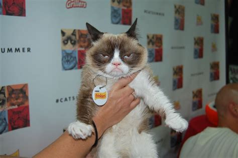 Grumpy Cat Tardar Sauce | Grumpy cat, Animals beautiful, Cats