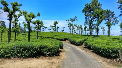 Valparai Tea Estates : iWallpaper