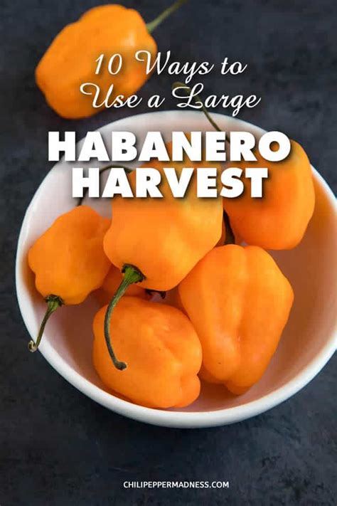 10 Ways to Use a Large Habanero Pepper Harvest - Chili Pepper Madness