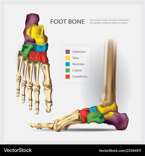 Human anatomy foot bone Royalty Free Vector Image