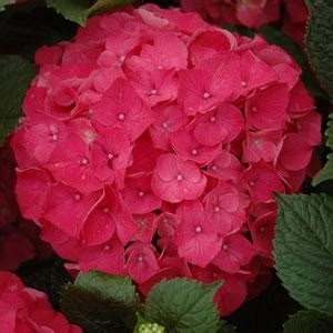 Hydrangea macrophylla Red Sensation