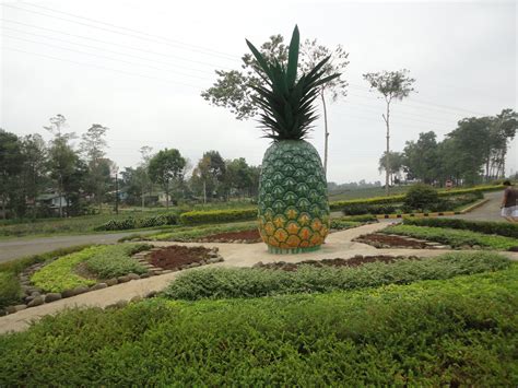 noel autor: The Del Monte Pineapple Plantation in Bukidnon, Philippines