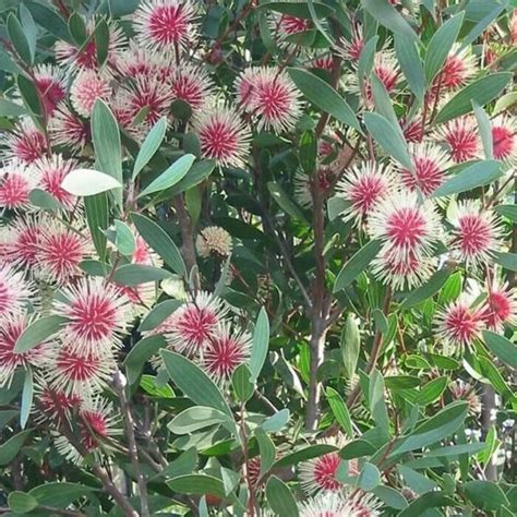 Hakea laurina – Pin-Cushion Hakea seeds x10 – Ole Lantana’s Seed Store