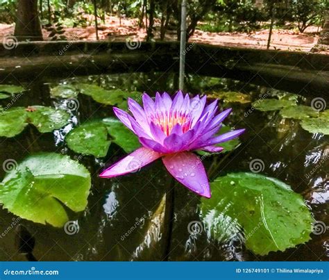 Blue Water Lily Sri Lanka`s National Flower Stock Image - Image of garden, lake: 126749101