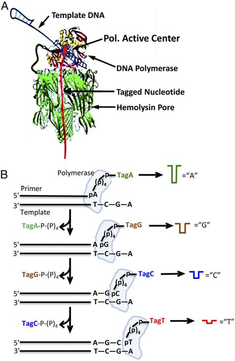 Principle of nanopore SBS. (A) Nanopore–polymerase sequencing engine. A ...