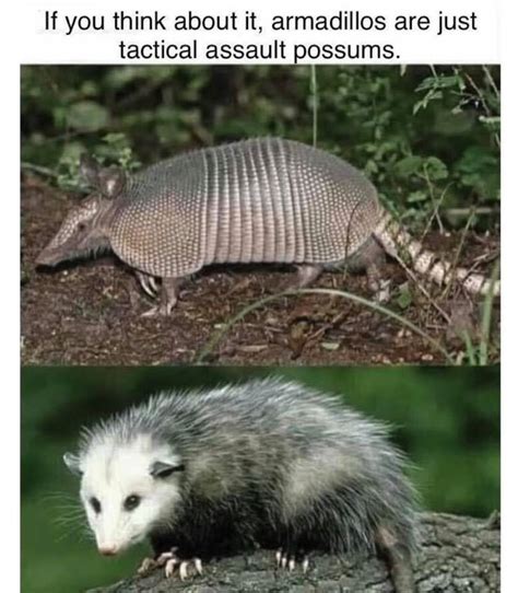 ﻿If you think about it, armadillos are just tactical assault possums ...